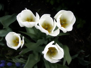 fiori, bianco, foglie, verde, cinque, tulipani, giallo, petali, pistilli, blu, bianchi