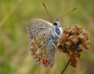 farfalla, ali, antenne, insetto, macro, fiore, zampe, sfocato, occhio, natura