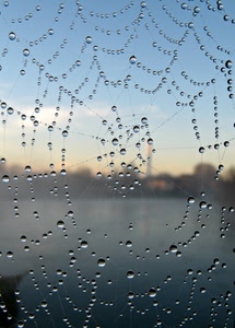 gocce, ragnatela, acqua, rugiada, macro, geometrie, sfere, sfocato