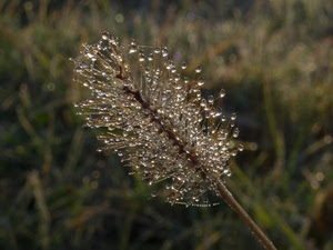 gocce, acqua, rugiada, pianta, macro, fiore, natura, sfocato, ramo, stelo, riflessi