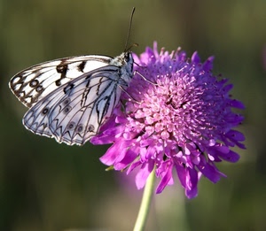 fiore, farfalla, ali, macro, rosa, petali, viola, bianco
