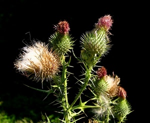 fiori, verde, spine, cardo, nero, rosso, macro, rami, bianco