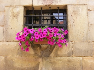 finestra, fiori, viola, vaso, inferriata, grata, riflesso, vetro, pianta