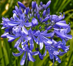 fiore, verde, petali, viola, pistilli, azzurro, erba, natura, blu, macro, fiori