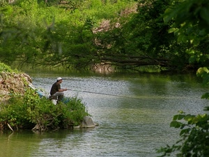 fiume, pescatore, verde, alberi, canna, acqua, pesca, pescare