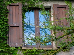 finestra, rami, verde, foglie, ante, riflesso, vetri, albero, vetro