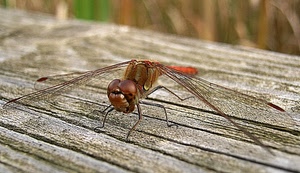 ali, macro, insetto, libellula, zampe, legno, marrone, trasparenze, rosso, occhi