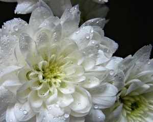 bianco, petali, gocce, fiore, acqua, fiori, rugiada, nero