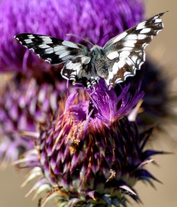 farfalla, viola, ali, fiore, fiori, macro, sfocato, insetto