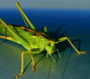 zampe, verde, cavalletta, insetto, antenne, occhio, ombra, grillo, macro