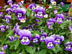 fiori, verde, viole, foglie, viola, pianta, petali