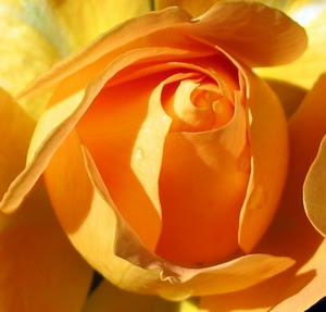 petali, rosa, fiore, giallo, macro, arancione, ombre, bocciolo, natura, gialla