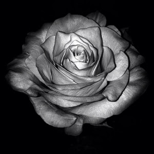 petali, rosa, fiore, bianconero, nero, macro, bianco