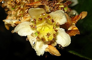 fiore, petali, pistilli, giallo, bianco, macro, foglie, nero, stami, fiori