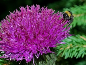 fiore, ape, viola, verde, macro, cardo, lilla, foglie
