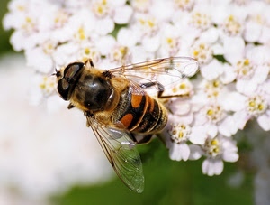 ali, ape, fiori, insetto, macro, bianco, fiore, petali, zampe
