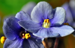 giallo, petali, fiori, viola, fiore, pistilli, azzurro, macro, foglie, verde, stami