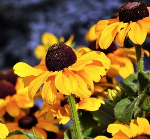 giallo, petali, fiori, foglie, verde, stelo, corolla, macro