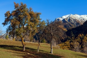 alberi, neve, montagna, prato, cielo, autunno, tre, montagne, foglie, paesaggio