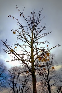 foglie, autunno, rami, alberi, nuvole, albero, cielo