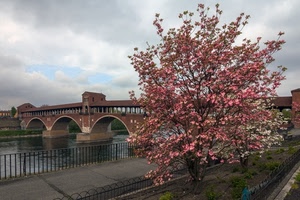 ponte, fiume, albero, fiori, ringhiera, acqua, nuvole, cielo, rosa, alberi