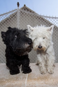 cani, nero, bianco, due, rete, zampe, pelo, occhi, animali, muso, peli