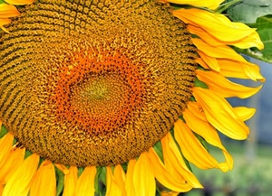 petali, giallo, girasole, fiore, semi, foglie
