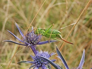 verde, fiore, viola, cavalletta, fiori, insetto, zampe, cardo, spine, erba