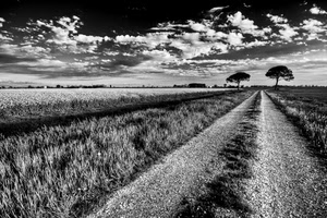 alberi, strada, nuvole, bianconero, prospettiva, campagna, campi, campo, cielo