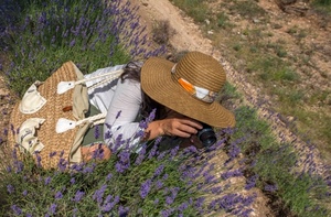 cappello, lavanda, fiori, borsa, donna, fotografo, fotografa