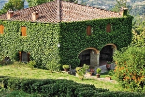 casa, edera, verde, rampicante, tetto, archi, portico, campagna, giardino