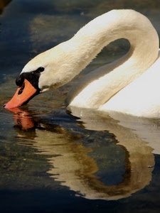 cigno, becco, riflesso, collo, acqua, bianco, arancione, uccello