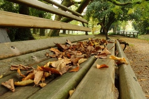 foglie, panchina, autunno, alberi, parco, secche, marrone, legno