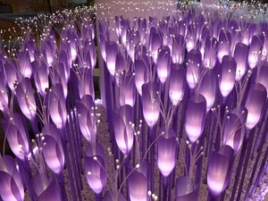 fiori, viola, luci, expo, pistilli, bianco, petali, padiglione, milano