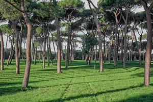 alberi, verde, erba, prato, pineta, rami, tronchi, pini, bosco, foglie