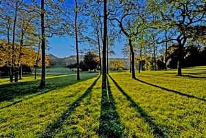alberi, ombre, erba, prato, verde, cielo, controluce, rami, albero, tronchi
