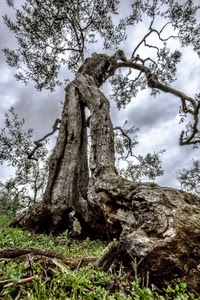 albero, tronco, ulivo, radici, rami, erba, cielo, foglie, contorto, verde, secolare, olivo