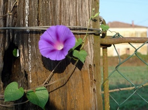 viola, fiore, foglie, rete, casa, tronco, verde, legno