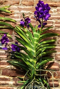 viola, foglie, fiori, muro, verde, mattoni, pianta, fiore