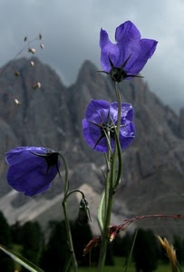 fiori, montagne, viola, tre, steli, verde, montagna, blu