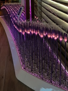 viola, luci, fiori, expo, padiglione, prospettiva, tulipani