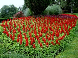 fiori, verde, rosso, aiuola, alberi, aiuole, piante