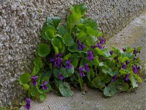 verde, foglie, viola, muro, fiori, viole, petali, pianta, pavimento, natura, piante