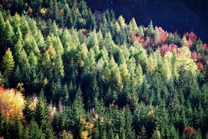 alberi, bosco, verde, rosso, autunno, abeti, giallo, pini, piante, montagna, natura, conifere