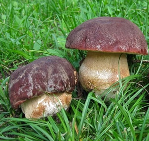 funghi, erba, verde, due, porcini, marrone, prato, gambi, fili, cappelle, natura, bosco, cappella, gambo