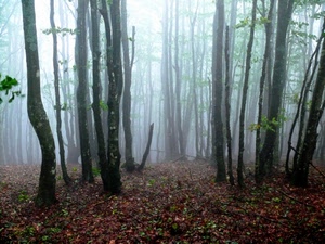 bosco, nebbia, alberi, foglie, tronchi, autunno, rami