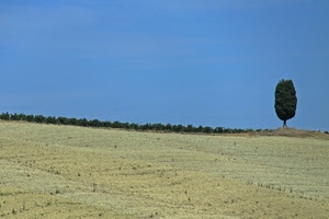 albero, verde, cielo, azzurro, prato, uno, terra, paesaggio, minimalismo