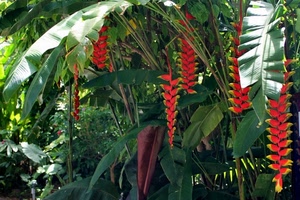 rosso, fiori, foglie, verde, piante