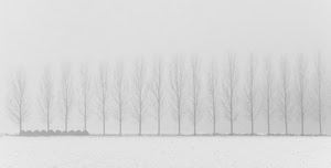 alberi, inverno, nebbia, neve, rami, bianconero, bianco, fila, freddo, filare, tronchi