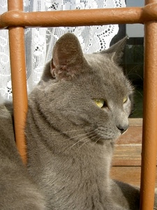 gatto, grigio, occhi, baffi, orecchie, inferriata, tenda, grata, muso, pizzo, finestra, felino